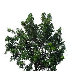 Green tree branch isolated on white background