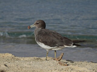 black headed gull
