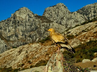 a bird in the mountains