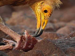 bird of prey