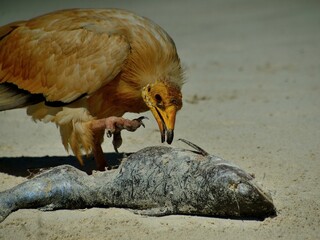 bird of prey