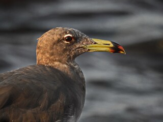 bird of prey