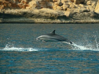 dolphin jumping out of water