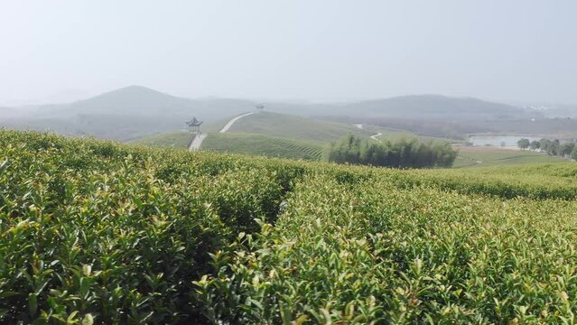 aerial view of green tea plantation in xuancheng,anhui
