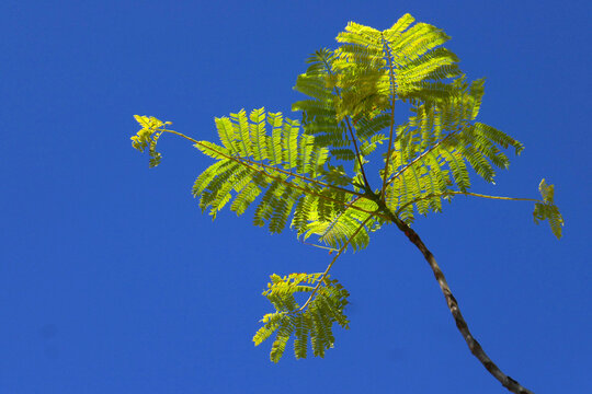 Jacaranda Baum