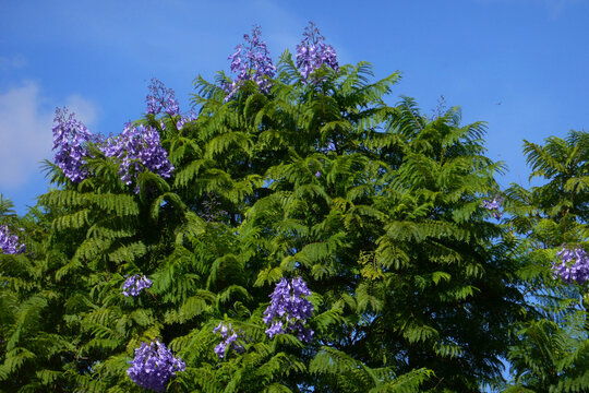 Jacaranda Baum