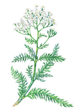 Watercolor Yarrow flower medicinal plant isolated on white background. Achillea millefolium. Vector hand drawn herb illustration
