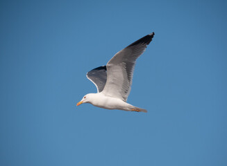 Seagull flying on a sunny day with blue sky