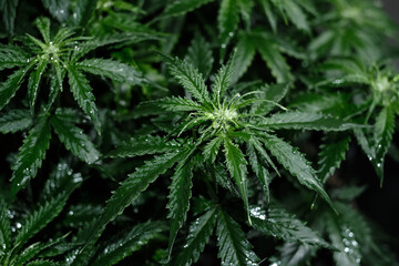 Naklejka na ściany i meble Cannabis CBD plant close up. Fresh marijuana buds, blooming bush background, top view, flat lay. Hemp recreation, legalization concept.