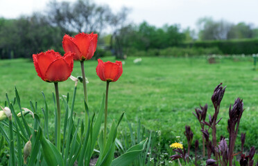 Three red terry tulips bloom in the spring garden. Blooming Gesner's tulips. First spring flowers.