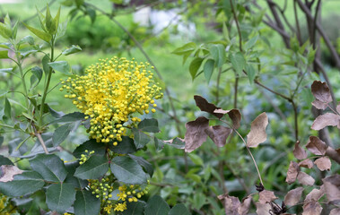 Flowering of Magonia Holm. Yellow-green flowers of Mahonia aquifolium. Evergreen shrub of Barberry family (Berberidaceae)