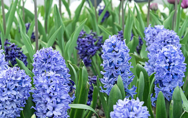 Purple hyacinth (Hyacinthus orientalis) blooms in the spring garden.