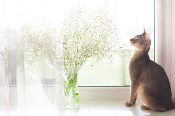 Cat looking at Baby's breath flowers bouquet on windowsill. Poisonous (toxic) plants for cats....