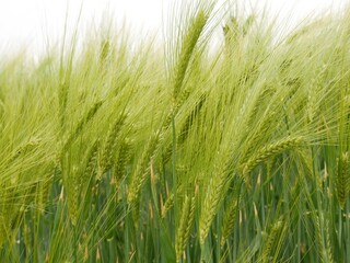 Champ de blé en croissance, avec les épis encore verts, pliés par le vent, sur fond de ciel nuageux et pluvieux