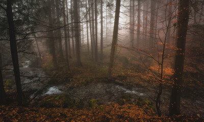 Fototapeta premium Foggy autumn day in the forest