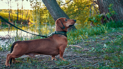 Small hunting dog. Male miniature dachshund on a walk in nature