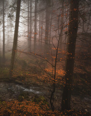 Foggy autumn day in the forest