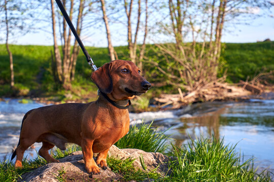 A red dachshund stands on a stone on the river bank. Hunting dog outside the city