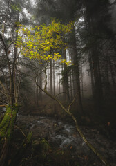 Foggy autumn day in the forest
