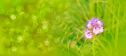 green grass on meadow, inflorescences blue flower phacelia honey plant, Phacelia tanacetifolia, spring, summer season, wallpapers, banner with blurry bokeh, nature protection, background for designer
