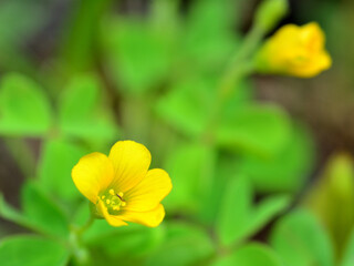 カタバミの黄色い花