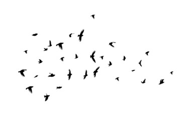 A flock of flying birds. Free birds. Vector illustration - obrazy, fototapety, plakaty