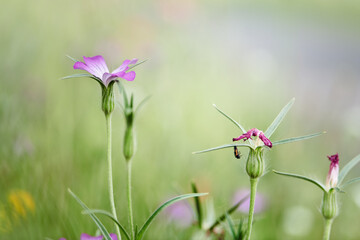 flowers in the grass