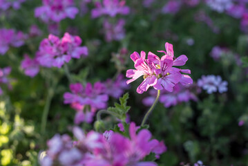 Fototapeta premium different citronella flowers in spring