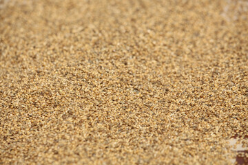 The grains are being dried in the sun. Close picture of grain. Bajriga bird food