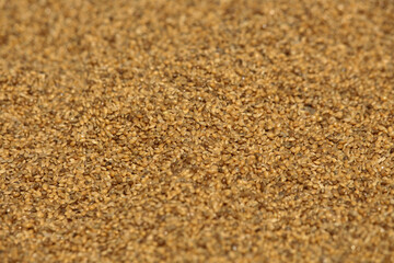 Fototapeta na wymiar The grains are being dried in the sun. Close picture of grain. Bajriga bird food