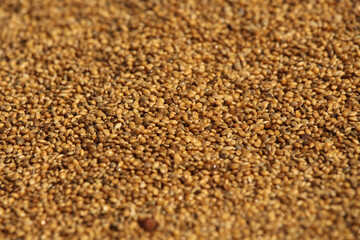 The grains are being dried in the sun. Close picture of grain. Bajriga bird food