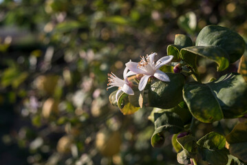 different orange blossoms in spring