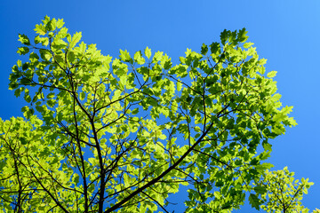 Delicate small vivid green leaves of oak tree in a sunny spring garden, beautiful outdoor monochrome background photographed with selective focus..