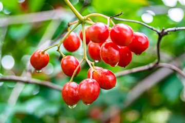 Photography on theme beautiful sour berry viburnum