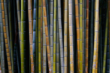 parete con canne di bambu colorate - 506043304