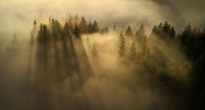 Aerial image of an autumn forest with fog at sunset.