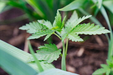 hemp sprout. illegal cultivation of cannabis. narcotic plant.