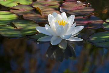 Seerose © C. Schüßler
