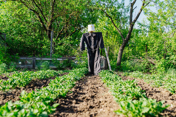 a scarecrow stands in the garden between the beds to scare away birds. ways to control pests in...