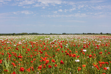 Coquelicots et pavots 