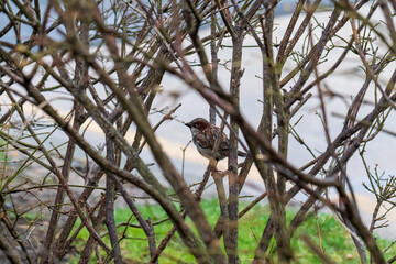 hidden
