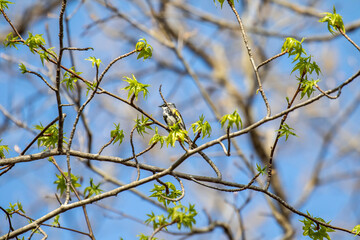 warbler on branch