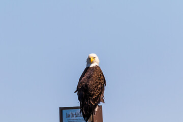 american bald eagle