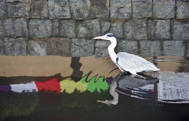正月の東寺　外堀のアオサギ　京都市南区