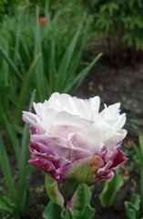 tulip peggy wonder. pink with a white middle.
