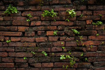 life on abandoned brick wall