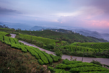 Fototapeta premium View of the tea estates located at Munnar