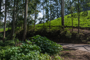 Forest views on the way from Munnar to Vattavada