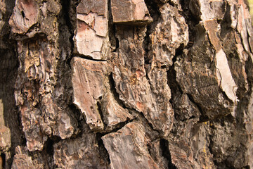 Tree bark background