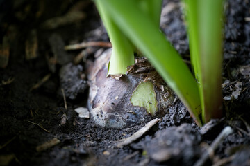 Closeup Flower bulbs Amaryllis or Hippeastrums flower ,Head in the soil